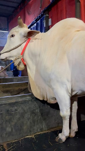 Giant Thai Hasha Bull with Heavyweight Muscled Body | MashAllah | Captains Agro | #hasha #nukhra #mirkadim #MunshiganjCattle #SpecialCowBreed #CowBreed #RareBreed #BiGCow #Cattle #Rnach #farm #farming #Cows #CowReels #Reels #ViralReels #CattleReels #FarmReels #Farming #Ranch | The Home of Goru Lovers