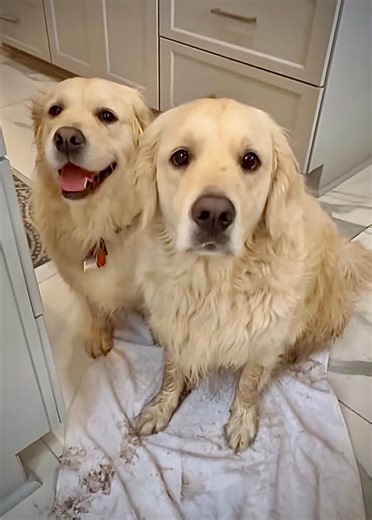 7K views · 2.6K reactions | Dis Bubba have yard spa treatment ❤️ Mud Expert, Bubbacini | Along Came Polly, Rosie and Bubba | Facebook