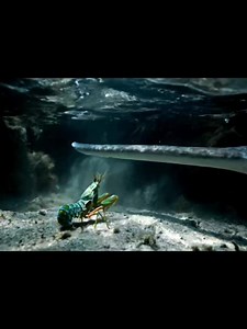 Mantis Shrimp Punching to Split Nose Of Sawfish #mantisshrimp #seaside #sawfish | Lanarin