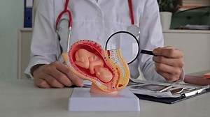 Video Stok Ginekologi Obstetrician memperlihatkan janin di dalam (100% Tanpa Royalti) 3638003961 | Shutterstock