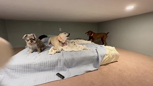 2.5K views · 112 reactions | This slumber party was 藍 | Happy Tails | Facebook