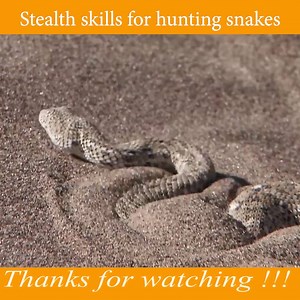 Stealth skills for hunting snakes | Snake Doctor