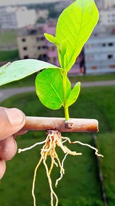 How to propagate a guava tree from cuttings simple guide to growing guava from cuttings! #viewers #viralvideoシ #gardendesign #garden | Rana Craft