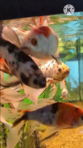 Beautiful Extra Long Tailed Shubunkin Goldfish