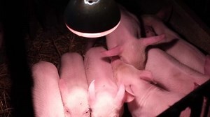 Teenage Piglets Warmth Under Heat Lamp: стоковое видео (без лицензионных платежей), 1095081695 | Shutterstock
