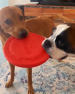 The Frizby competition where nobody loses because nobody gets to play 🙃 | Bobby from the bin