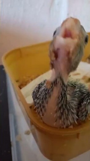 BAby Cockatiel CRYING Sound#shorts #cockatiel