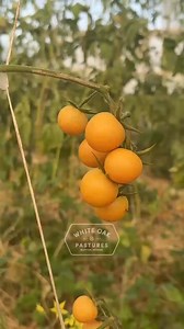 Our garden crew was busy harvesting tomatoes this week, and we're proud to have plenty of okra, jalapeños, and squash, too. Everyone has been enjoying the figs! We recently enjoyed having guests on the farm for our fermentation workshop. The hogs were grateful to receive blemished peaches and tomatoes. And, don't forget the cattle moves! | White Oak Pastures