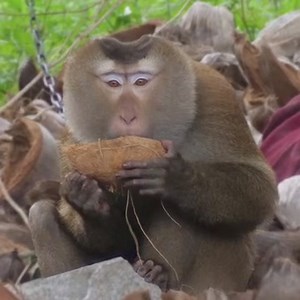 Will you take action? 🚨 Exploited monkeys urgently need you to ask these companies to stop selling Thai coconut milk 👇 | PETA (People for the Ethical Treatment of Animals)