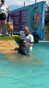 4.9K views · 170 reactions | Golden oldies cockapoo Rosie (14) and Labrador Ted (10) love their swims so much  | Canine Dip and Dive Maldon | Facebook