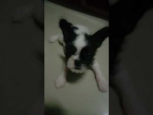 Cross breed of Shih tzu and french bulldog