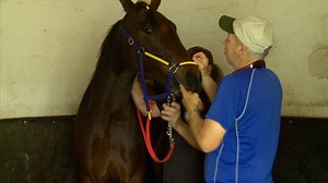 4.1K views · 120 reactions | Even Horses Need a Dentist Take a behind-the-scenes look at what goes into maintaining one of the most vital parts of a horse, the mouth, with veteran Equine Dentist Pete Maolone. | HarnessRacing.com | Facebook