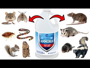 How To Get Rid of Pests Using Ammonia - Rats, Squirrels, Mice, Skunks, Snakes, Possums, Moles, etc