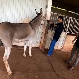 Relieving a large abscess – instant comfort for this donkey 🐴 #animal #donkey #abscessrelief #hoofcare #farrier #satisfying #helping | Hoof Farrier