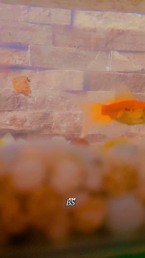 I love watching my fish swim around in their tank 🐠. It makes me so happy to see them exploring their little world. Seeing them darting back and forth always brightens my day! Do you have any positive quotes about fish to share? #fishtank #happyfish #aquariumlife | Bhavana Subramaniyan