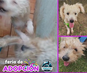 8.8K views · 97 reactions | CUQUITO Y ANDRÉS Raza: cruce de French Poodle y Schnauzer Edad: 1-2 años aprox Tamaño: pequeños Salud: compromiso de castración , desparasitados interna y externamente, ojala se puedan adoptar juntos ya que son muy apegados.  Juguetones, chienados, dulces. Lesgusta mucho jugar y dar paseos, se llevan con otros perritos. | Fundación Nórdicos de Costa Rica | Facebook