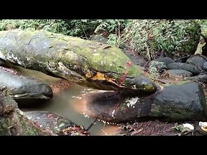 Giant snake at Borneo | Mitos Batu Nabau Engkilili Sarawak
