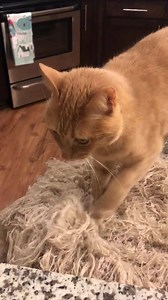 47 reactions · 20 comments | Somebody likes my sweater... | Maddie Gardner | Facebook