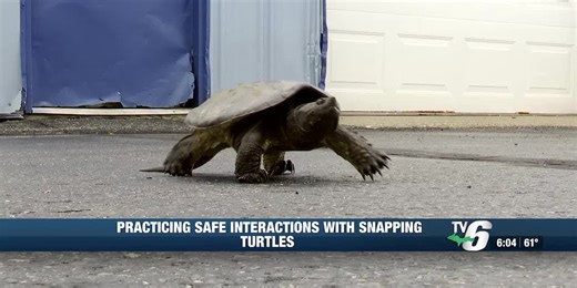 DNR gives advice on what to do if you see a snapping turtle