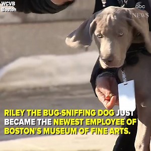 299K views · 6.9K reactions | You've heard of drug-sniffing dogs. But...