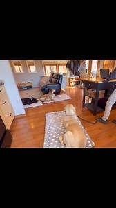 On K9 Kuma‘s second day of training, we did a lot of duration work with distractions! Working on a calm mindset. (Maggie, the cat, participated as a distraction too. ). In addition, we worked on heel and follow. He’s a good boy!! 朗殺 —This video contains music from Shutterstock, licensed by Splice video editing app.— | K9 Compass LLC - Dog Trainer - Delaware | Facebook