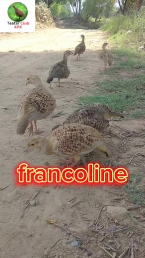 7.1K views · 302 reactions | Grey Francolin #blackteetar #dakani #Teetar #irani #chicks | Teetar club kpk | Facebook