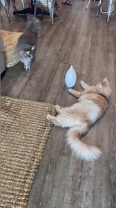 18K views · 3.4K reactions | Laser toy activated. This is how I wear Sailor out  PetSafe Brand https://amzn.to/3NgYjgY | Fisher The Maine Coon | Facebook