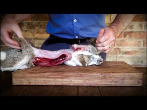How to butcher a rabbit