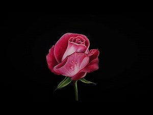 Rose Drawing with Color Pencil for Beginners | How to Draw Realistic | Color Pencil Blending Method