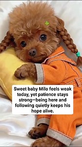Sweet baby Milo feels weak today, yet patience stays strong—being here and following quietly keeps his hope alive. #RescueLove #PuppyCare #KindnessMatters #PetStory | Paws of USA