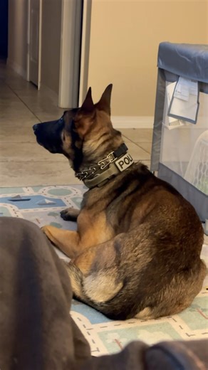 12K views · 310 reactions | K9 MOVIE NIGHT What do Police K9s watch when they get home from work? Military K9 movies!  K9 Nuke is completely invested!  #PascagoulaPD #PascagoulaProud | Pascagoula Police Department | Facebook