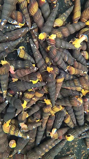 20K views · 308 reactions | Tylomelania sp. "orange" 李 Available at Aquarium-Dietzenbach #werbung #oliverknott #okaqua #okisback #aquascape #aquarium #aquascaping #aquariumhobby #aquariumtank #aquariums #akvaryum #aquariumfish #instafish #tropicalfish #aquatic #aquaticlife #fishtank #fishkeeping #freshwaterfish #freshwater #aquaticplants #natureaquarium #plantedtank #tylomelania | Oliver Knott | Facebook