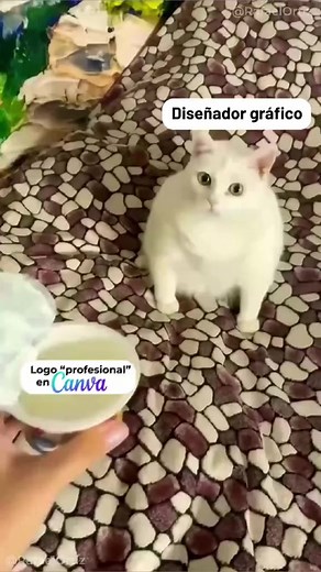 Yo cada vez que veo un logo de Canva. #diseñohumor #freelance #funnyvideos #diseñadorjunior #agenciadigital #loquecallamoslosgodinez #empleado #cosasDeDiseño #videograciosos #loquecallamoslosdiseñadores #diseñografico #videogracioso #diseñograficodigital #humordiseñografico #humorlatino #cosasdediseñadores | Black Pantone