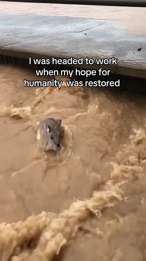 Baby Koala Rescued and Finds Comfort