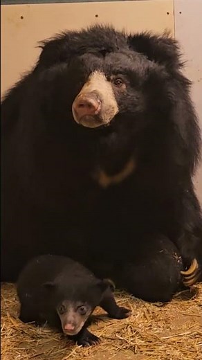 First Video of our Sloth Bear Cubs!