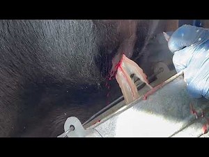 Angus pimple popping