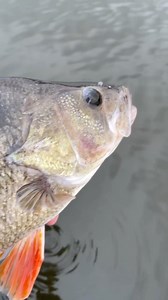 Bullhead SDR👌 | Salmo