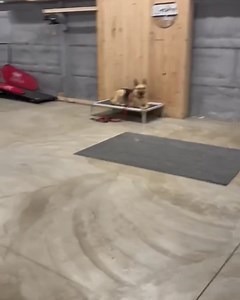 Chevelle working on longevity of her place command. Chevelle is available for adoption through Imminent Danger German Shepherd Rescue. www.idgsr.org #masondixonk9 #boardandtrain #mdk9boarding #mdk9training #localdogtrainer #adoptme #rescuedog #marylanddogtrainer #balancedtrainer #mdk9 | Mason Dixon K9 | Facebook