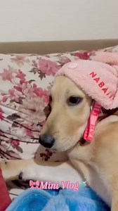 mini vlog of my dog shower #dog #dogshower #doglover #doglife #labrador #labradorretriever | Homemade dog food recipes