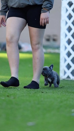 2.1K views · 477 reactions | Just a little play time with the babes  | 813 Frenchies | Facebook