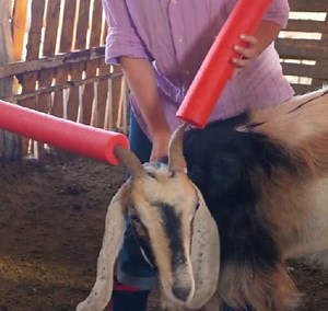 9.2M views · 14K reactions | Smart hacks for farm guys! | 5-Minute Crafts | Facebook