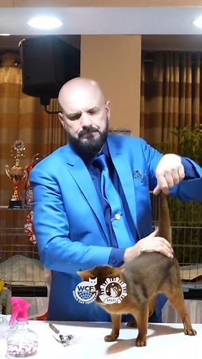 4.2K views | Top 2 - Adult Ring Day 1. International Cat Show Philippines February 2023 by #SFEPI #CatShow #WCF #abyssinian | Gucciology | Facebook