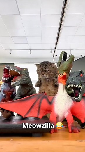 #catlover #meowzilla | Javanese