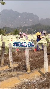 Ang pagsasaka ng sisal ay ang paglilinang ng halamang agave na Agave sisalana para sa mga dahon nito, na ginagamit sa paggawa ng hibla. Ang hibla ng sisal ay ginagamit sa paggawa ng lubid, ikid, sinulid, at iba pang produkto. Ngayon, ang Brazil ang pangunahing gumagawa ng sisal sa mundo. Ang parehong positibo at negatibong epekto sa kapaligiran ay nagmumula sa paglaki ng sisal. .🍀🍀🇺🇸🇺🇸 #whitakervlog #teamchannak #teamjadhen #trendingvideo #trendingpost #trendingreels #trendingvideo #trendi