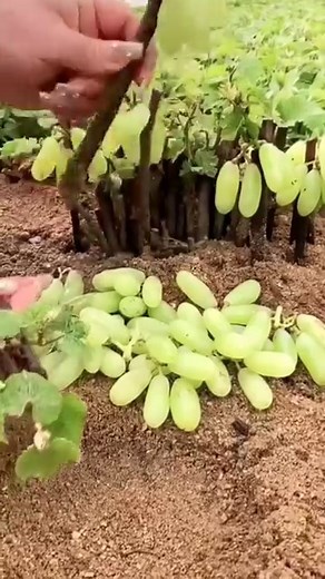 #Justwow #amazingfacts #amazingvideo | Fun Zone