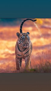 The tiger sports a magnificent orange coat which, when illuminated by the sun, appears even more radiant. This color is not just aesthetic; it also plays a crucial role in the animal’s survival.The tiger’s orange color is actually a form of camouflage. The forests and grasslands where tigers live are often dotted with light and shadow created by trees and vegetation. In this environment, the orange hue blends surprisingly well with the earthy tones and dry vegetation, allowing the tiger to merge