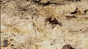 "Supporting anti-poaching efforts is crucial to saving endangered species." 🚫🦏 #AntiPoaching #ProtectEndangeredSpecies #StopPoaching #WildlifeCrime #ProtectWildlife | बिहार राज्य मेमे विभाग