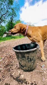 Everything is epic in slow motion 🤣🤣🤣 | DOGGO