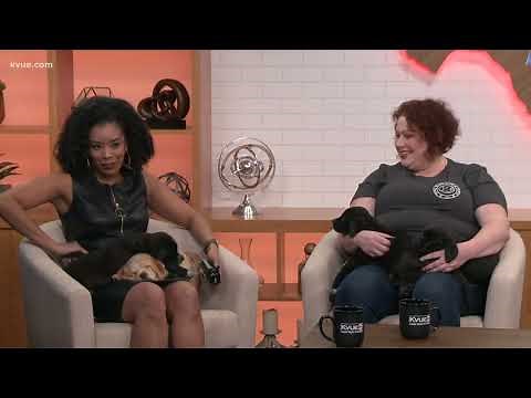 Furry Friends Friday: Four adorable lab puppies up for adoption