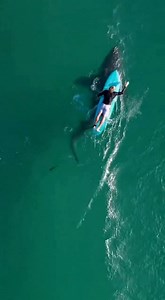 Surfer Spots Giant Shark Following Him Offshore A tense moment unfolded for a surfer off the coast of Silver Bay when a giant shark was spotted following him through the waves. Video captured from a drone shows the shark swimming parallel to the surfer at a close distance, creating a dramatic and suspenseful scene. Marine experts say the shark appeared curious rather than aggressive and noted that encounters like this, while rare, are possible in areas with abundant marine life. The surfer remai
